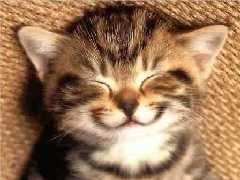 petit chat...